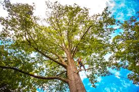 Best Lawn Maintenance Plans  in Brown Station, MD