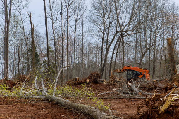 How Our Tree Care Process Works  in  Brown Station, MD