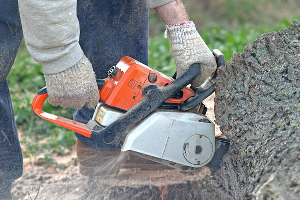 Professional Tree Care in Brown Station, MD