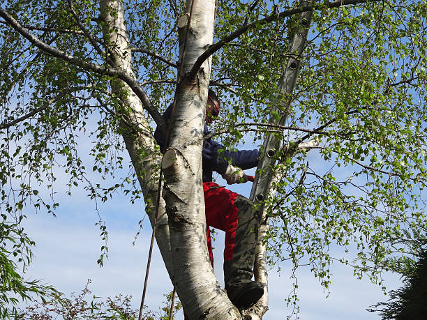 How Our Tree Care Process Works  in  Brown Station, MD