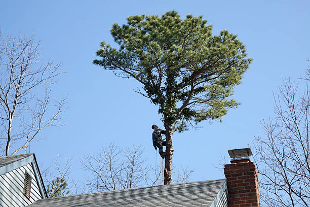 Best Stump Grinding and Removal  in Brown Station, MD